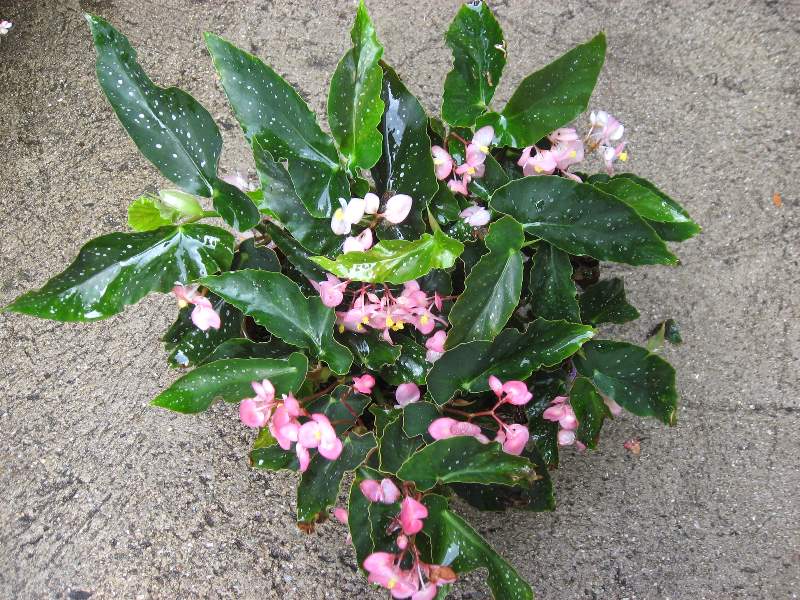 B. ‘Steven Hurd’